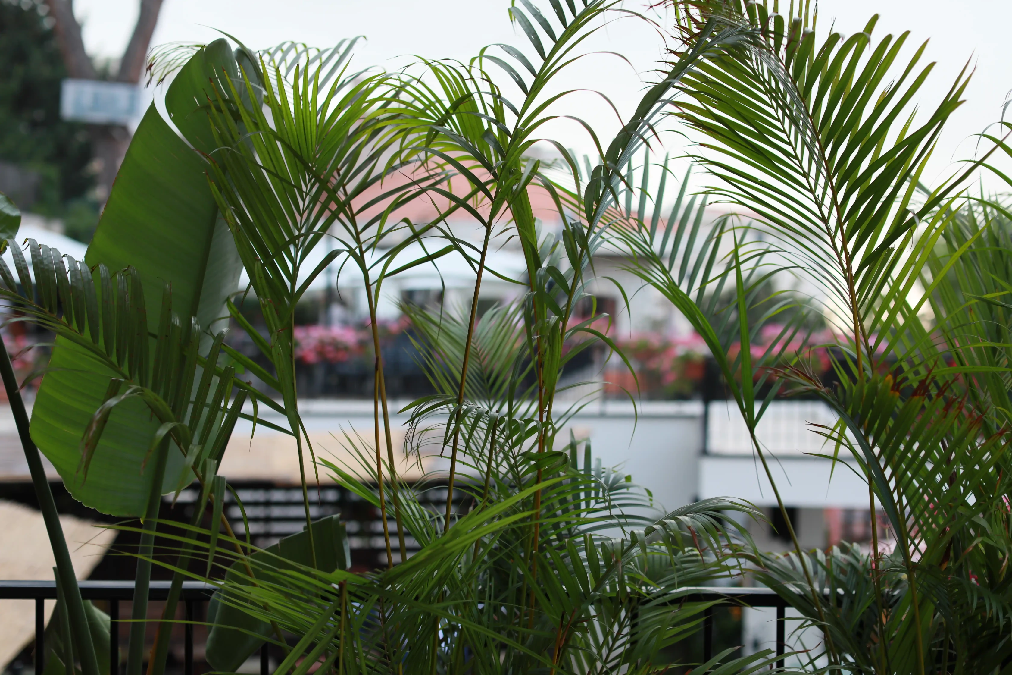 broumana villa experience